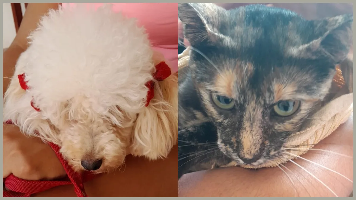 Animalitos