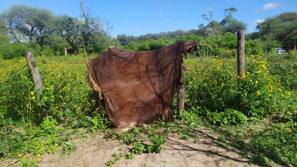 Cuero de vaca