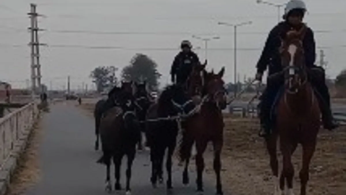 Animales sueltos