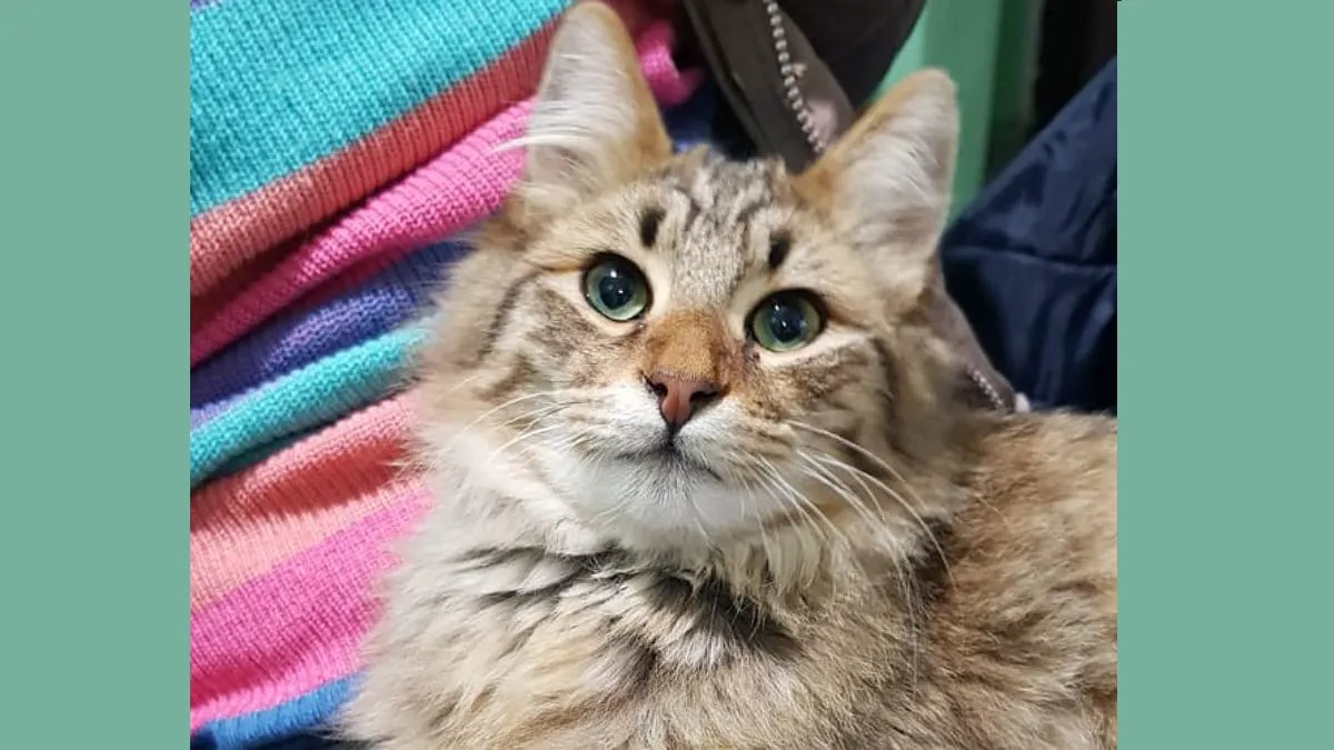 Simba
