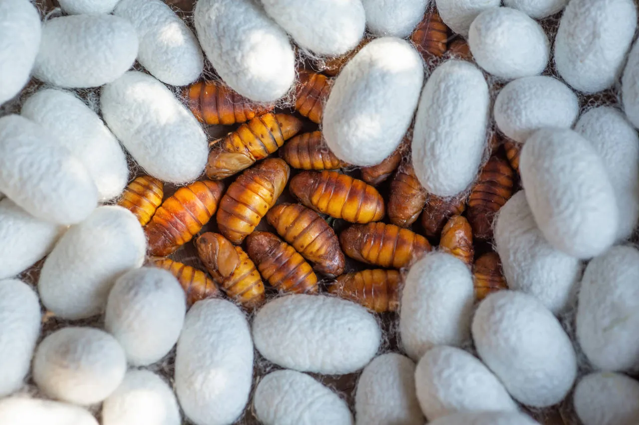Gusanos de seda