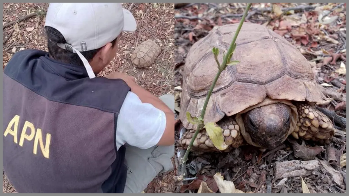 Tortuga rescatada en Saravia