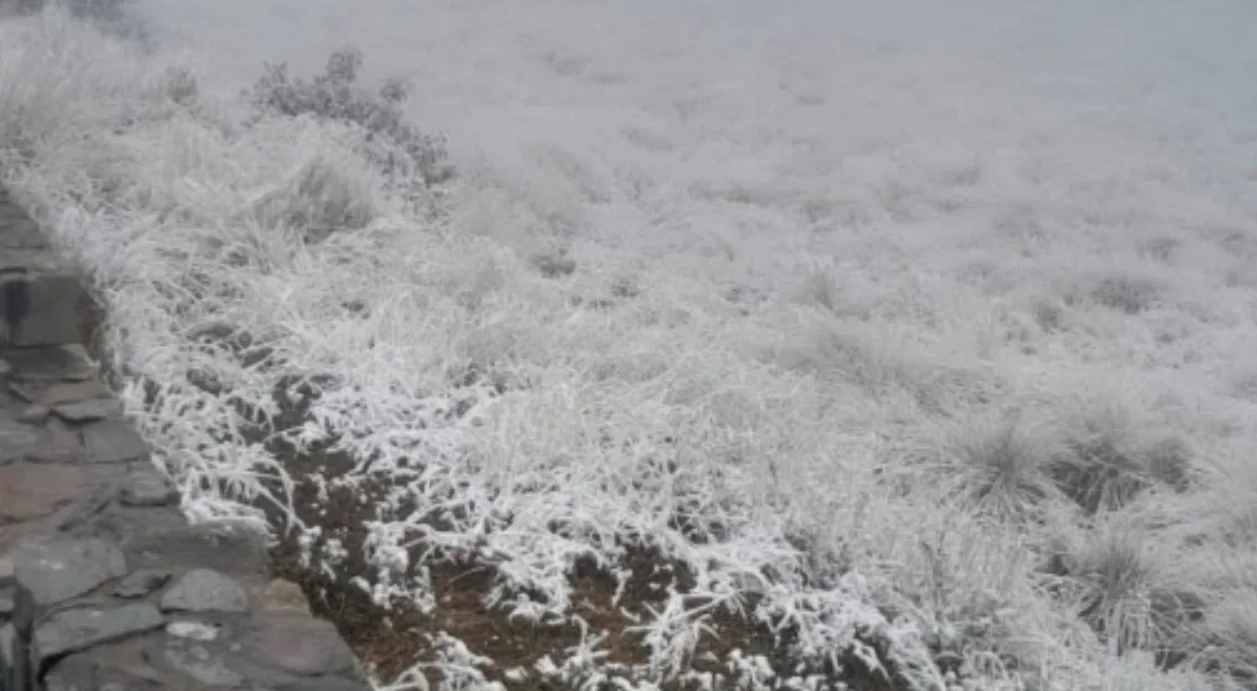 nieve
