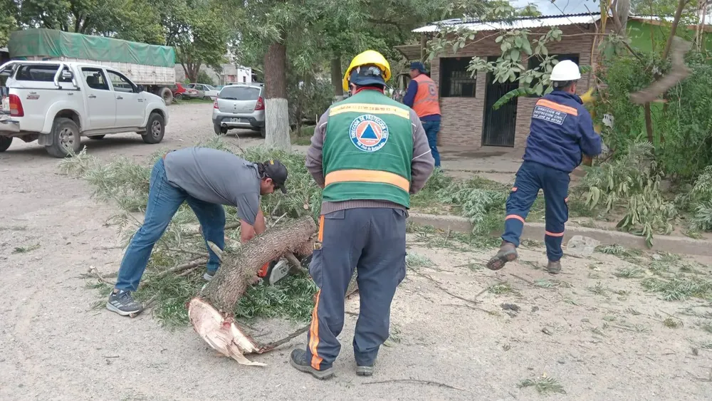 CALLE CON ARBOLES CAIDOS