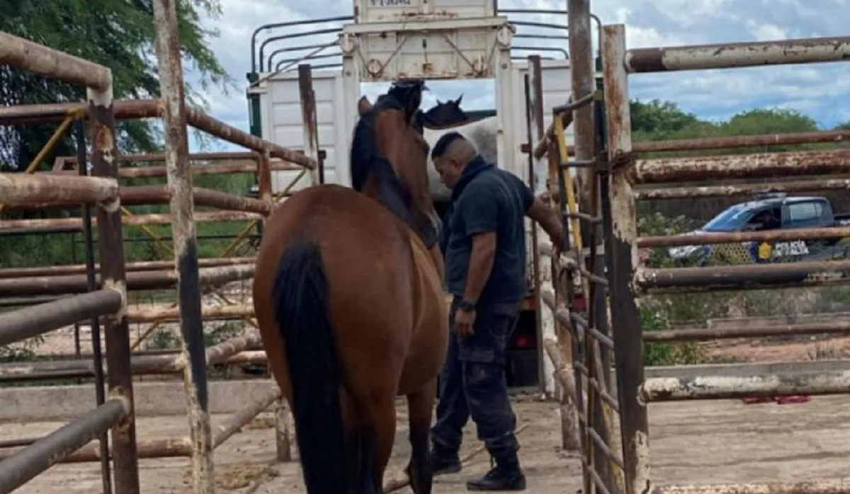 ANIMALES SUELTOS JVG