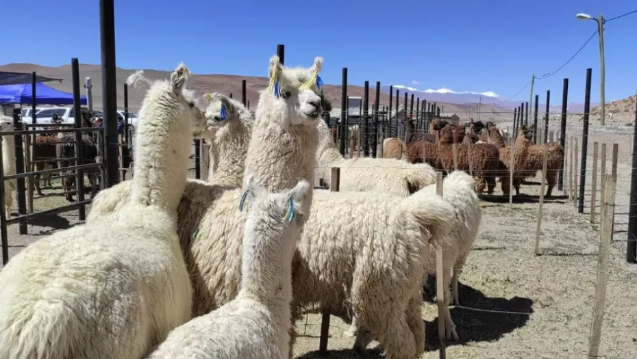 IMG_20250326_183809_(930_x_525_píxel)