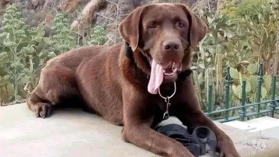 IMG_20240716_155629_(930_x_525_píxel)