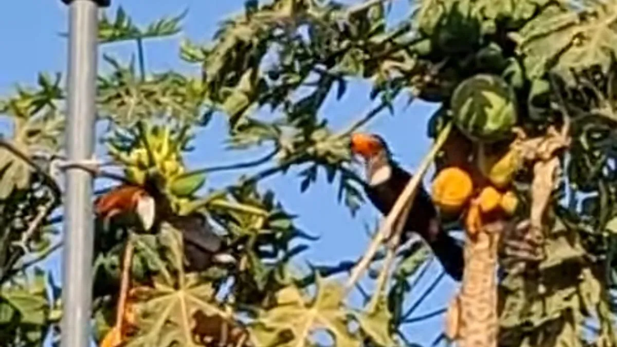 Tucanes