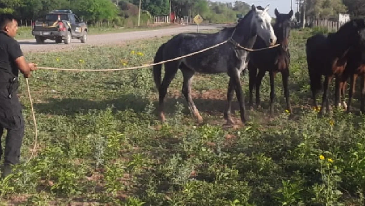 Equinos sueltos