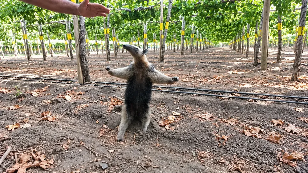 oso hormiguero