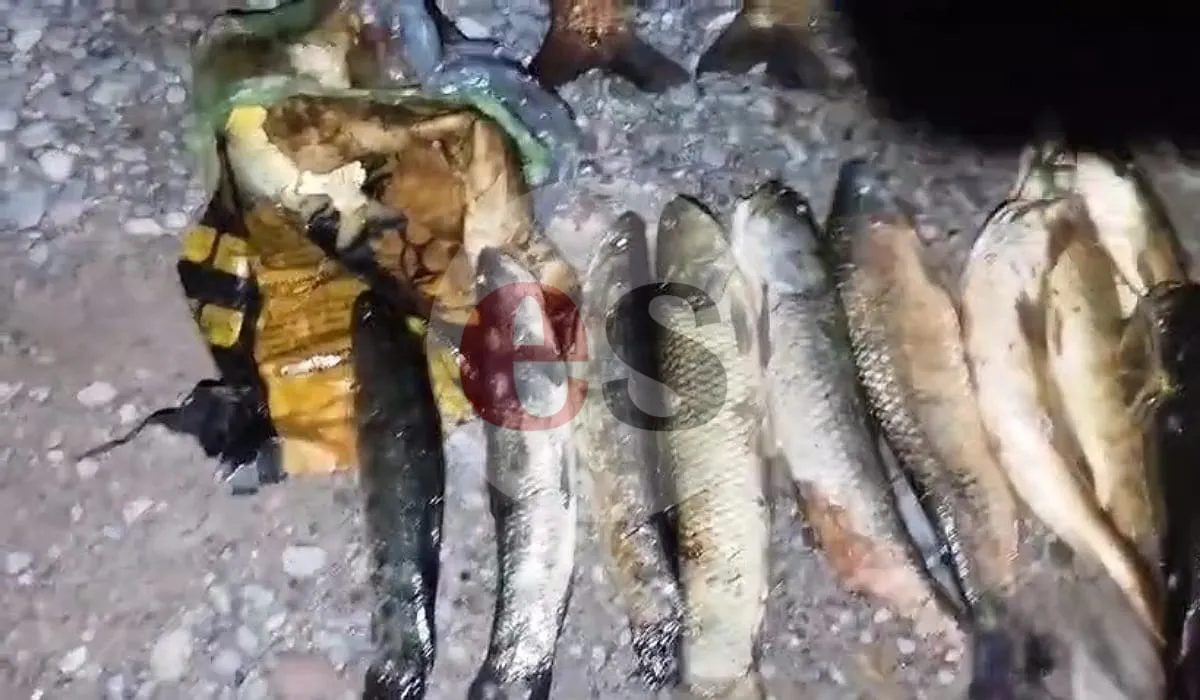 Pescado