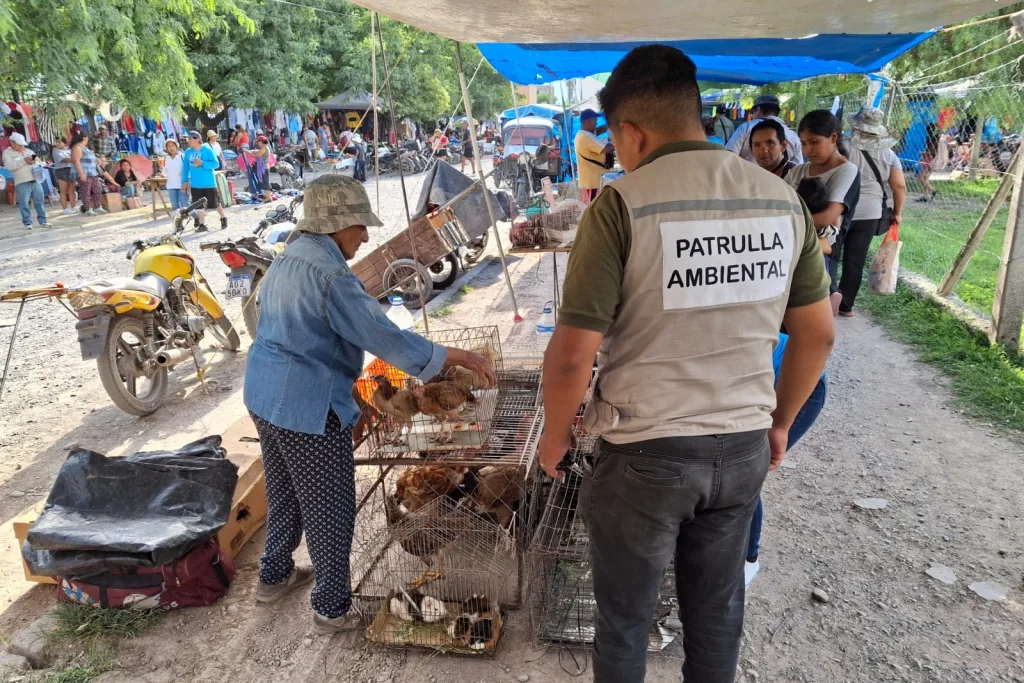 secuestro-de-gallinas-4-1024x683