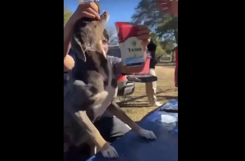 Perro chupando