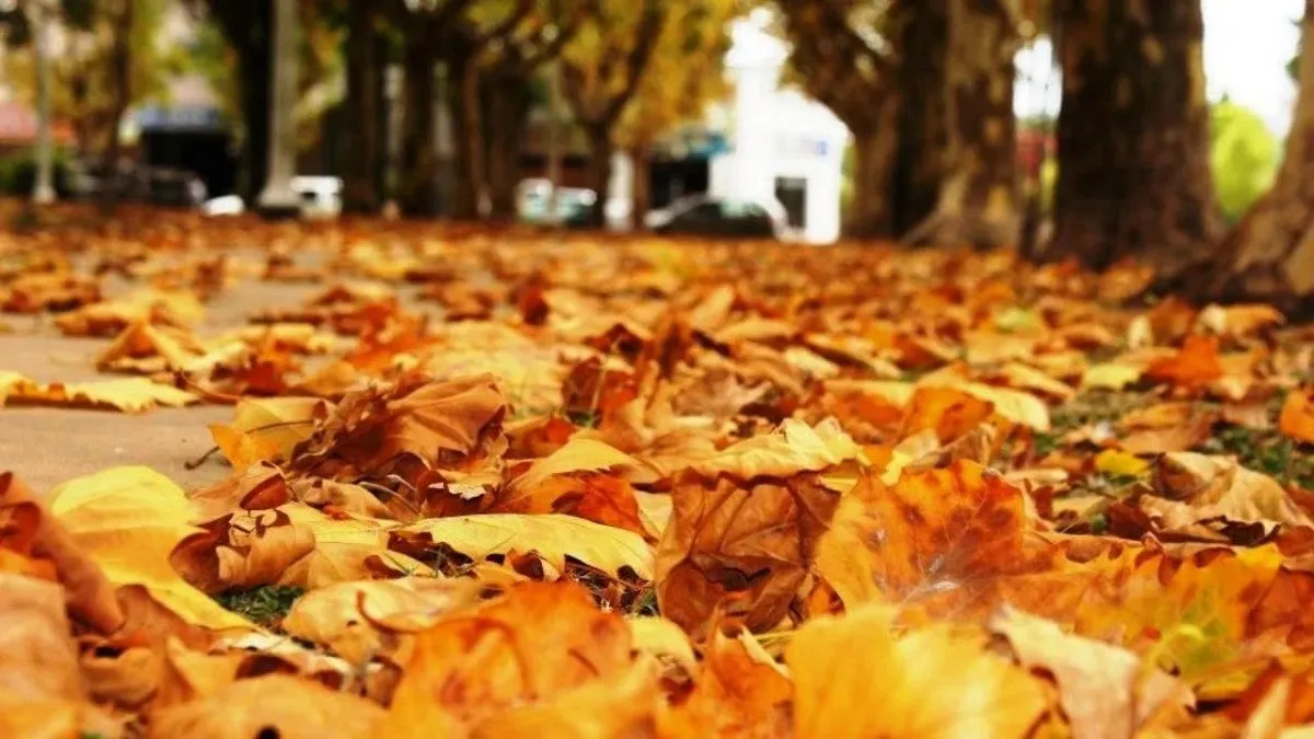 Otoño 1