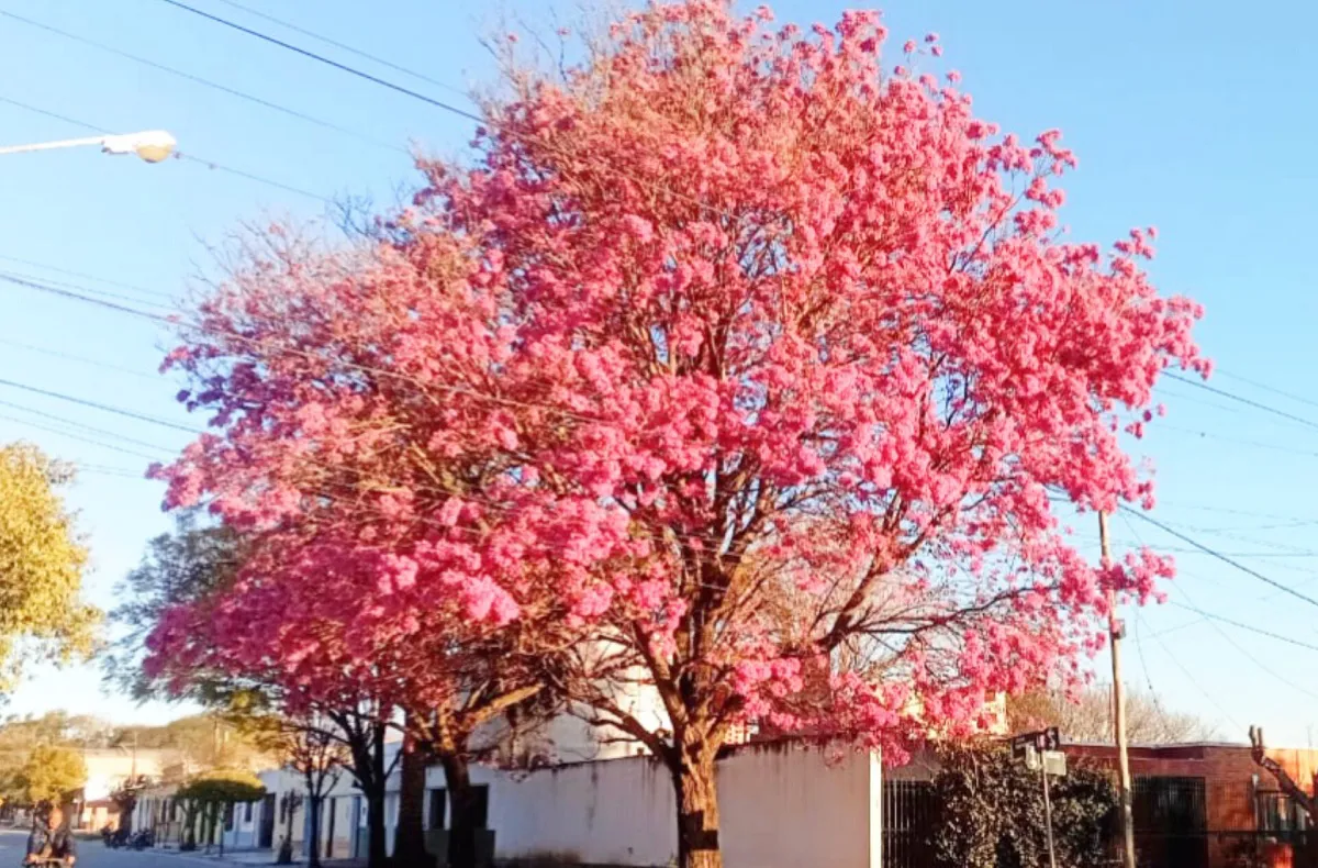 Lapacho rosa