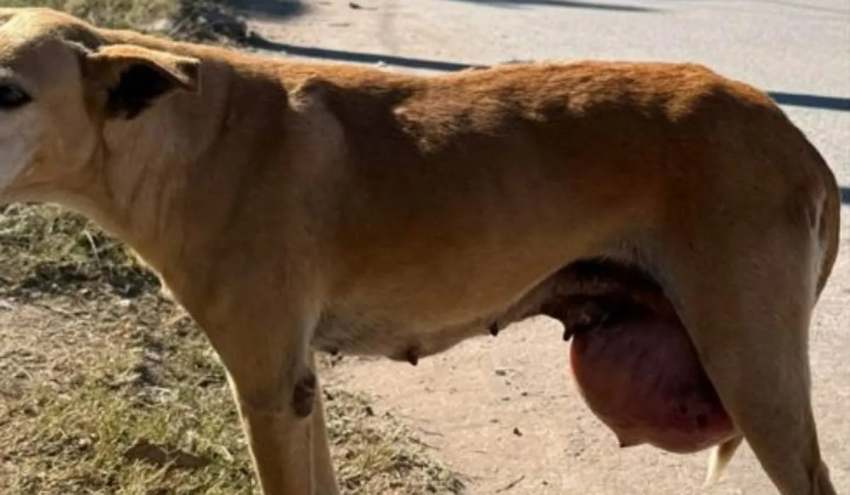 Perrita cancer
