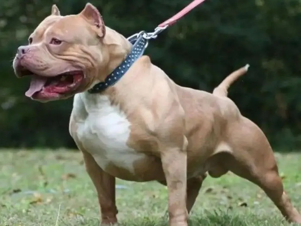 perro pitbull
