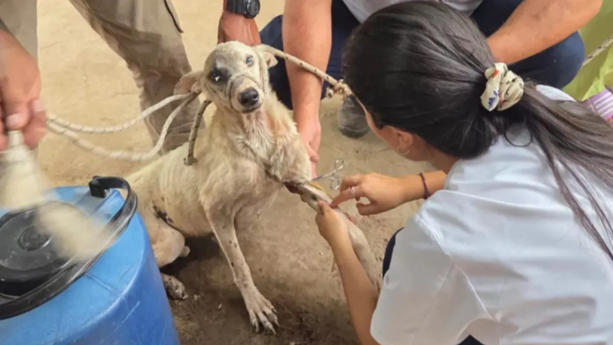 IMG_20251210_171256_(1200_x_675_píxel)