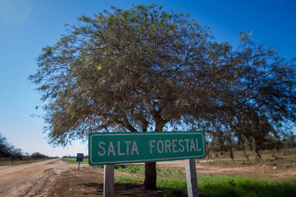 salta forestal