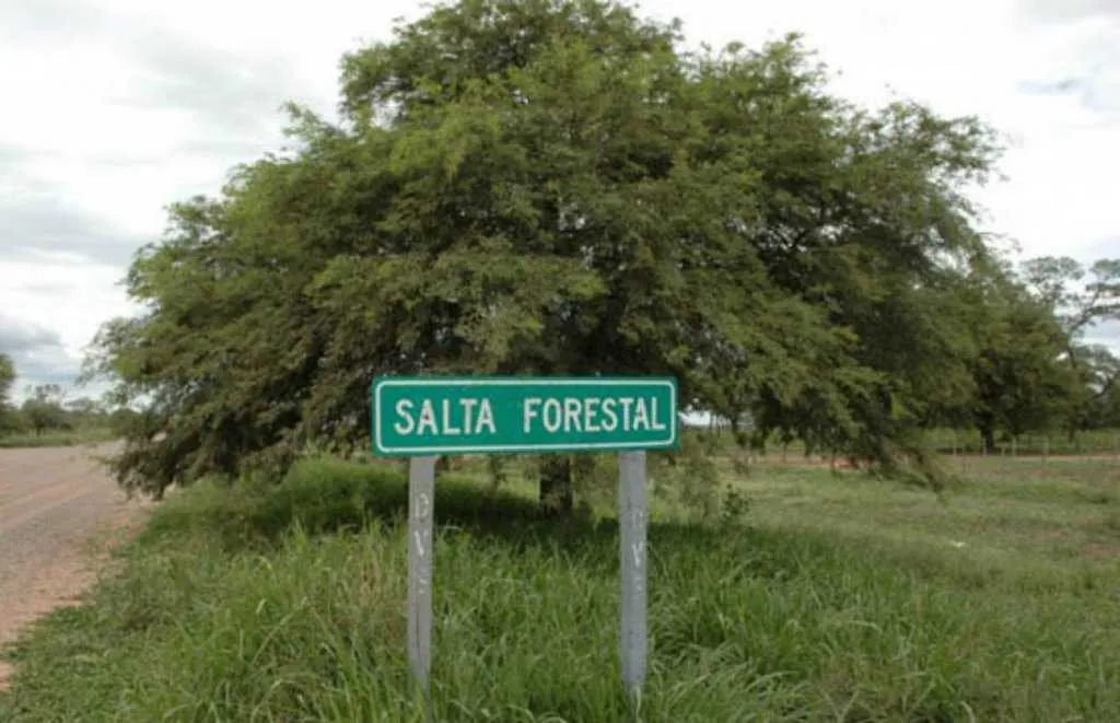 salta forestal