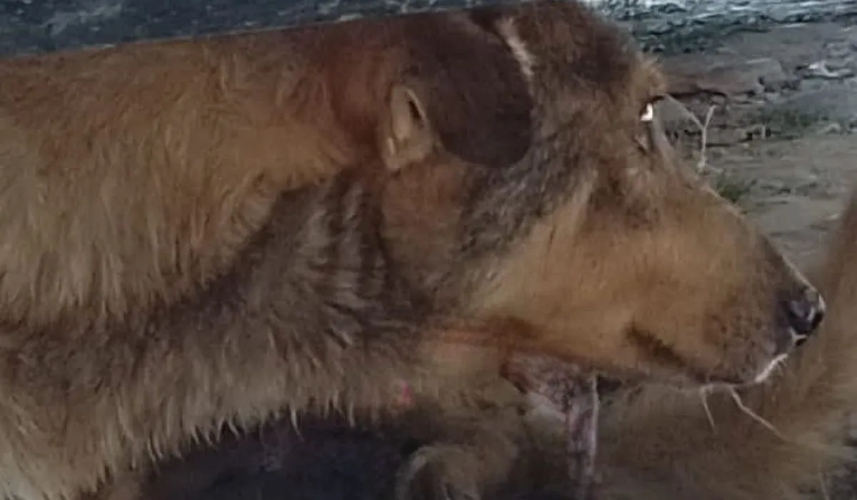Perrito