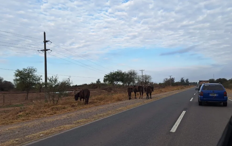 caballos sueltos jvg