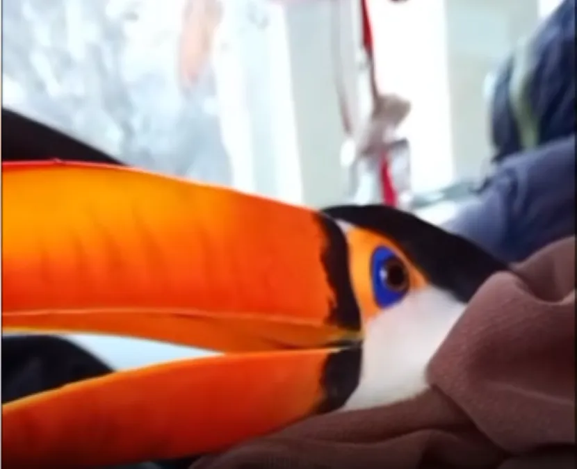 tucan
