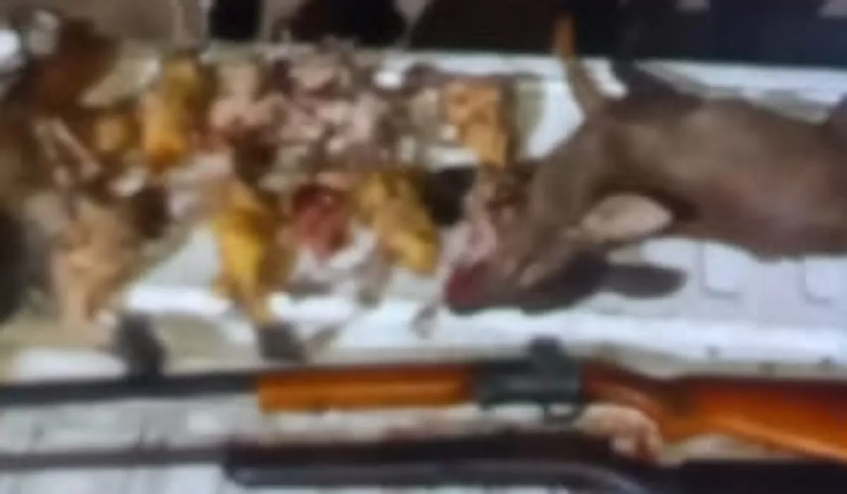 Animales
