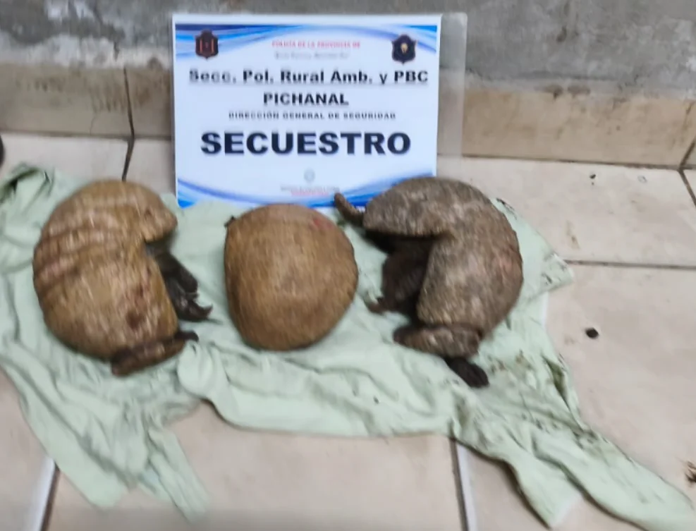 quirquinchos