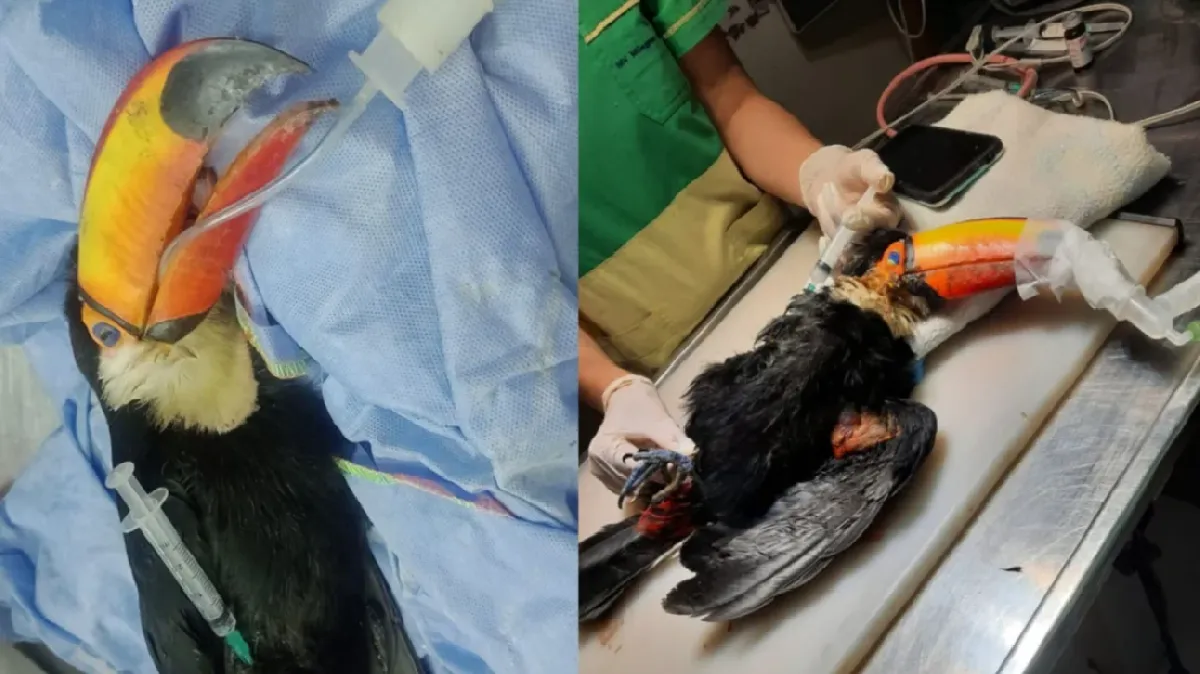 Tucan