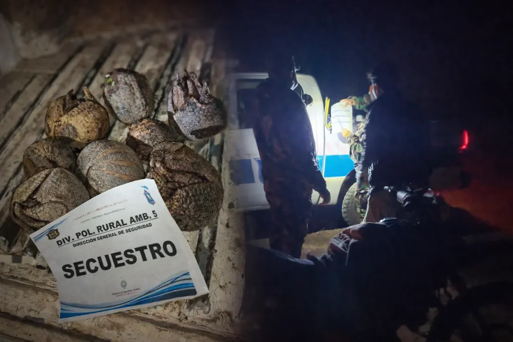 Quirquinchos