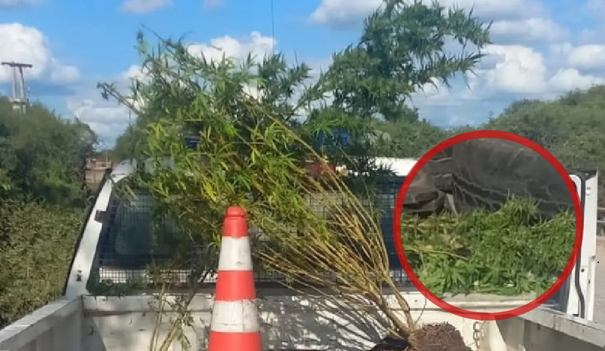 Planta Marihuana