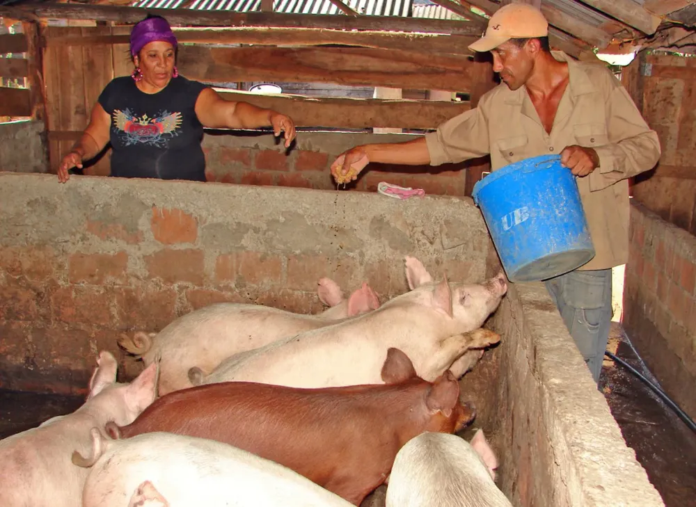 lechones