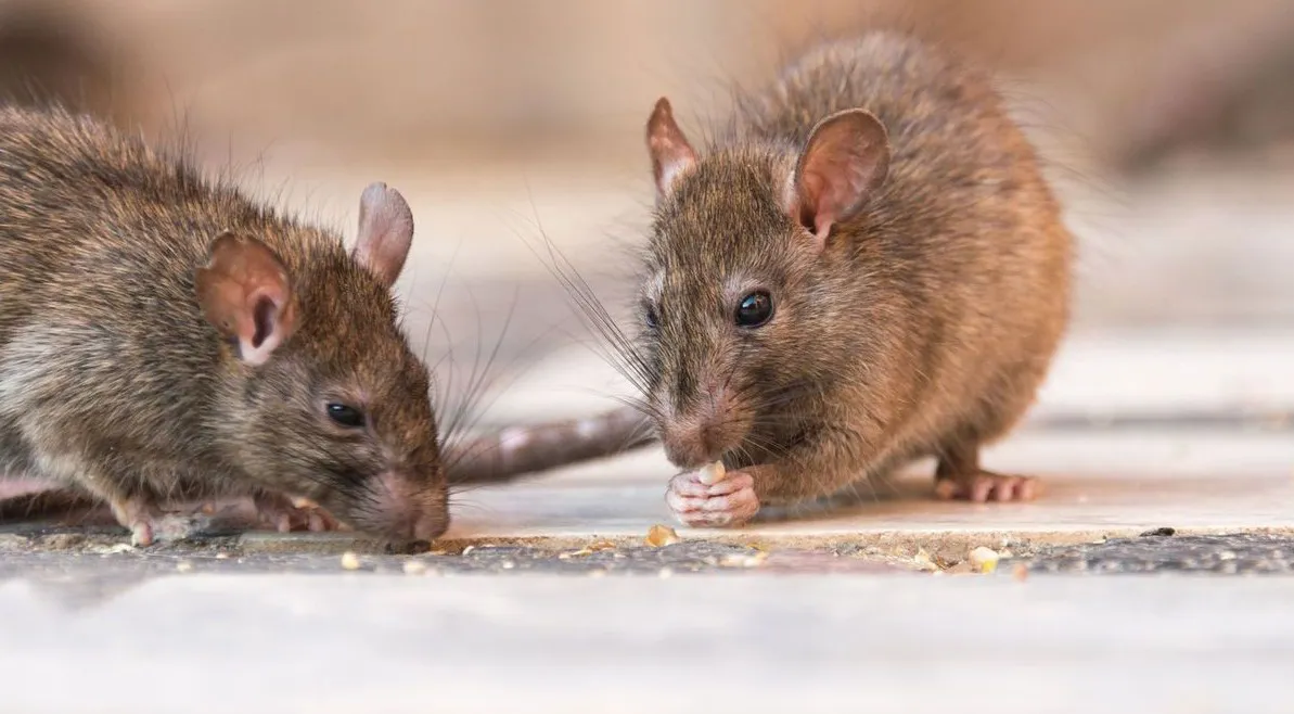 Hantavirus