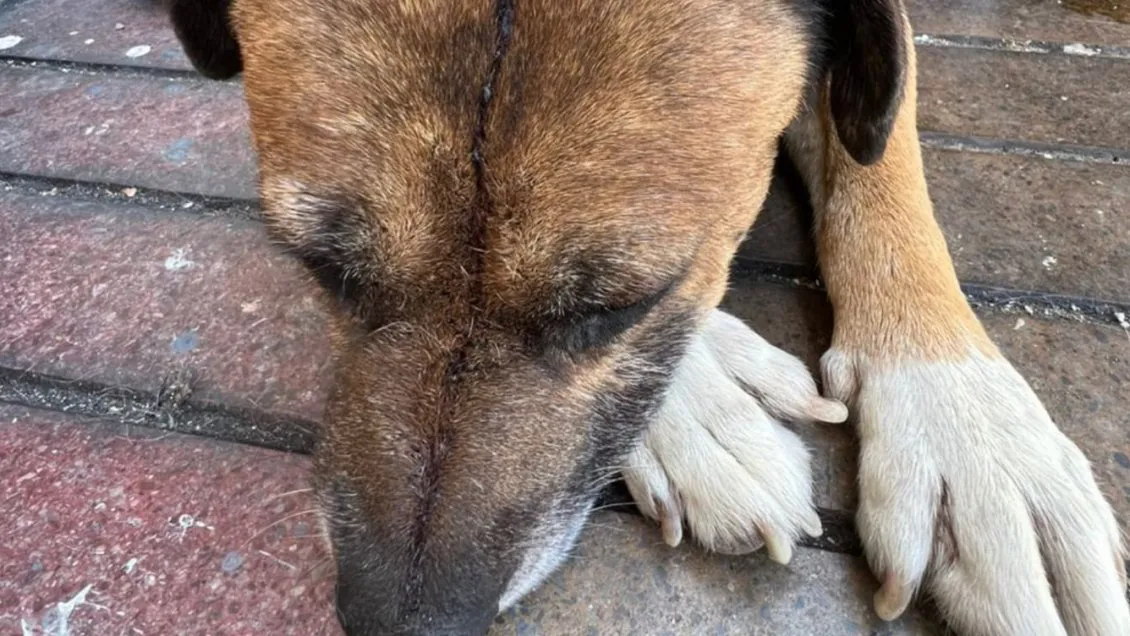 Perro