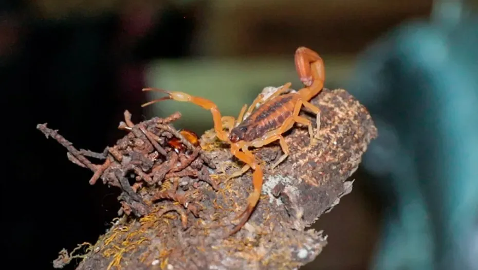 IMG_20250108_181459_(930_x_525_píxel)