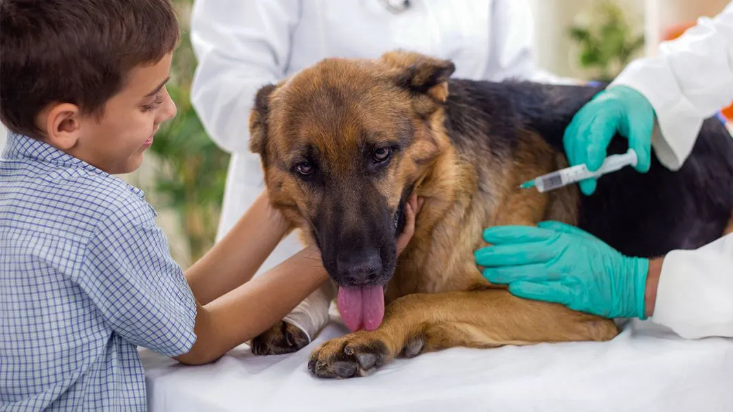 Mascota perro vacuna anti
