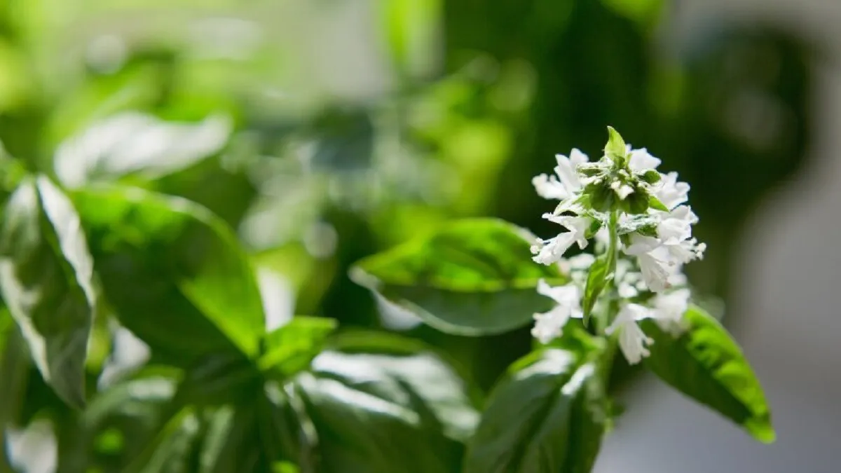 flor-albahaca