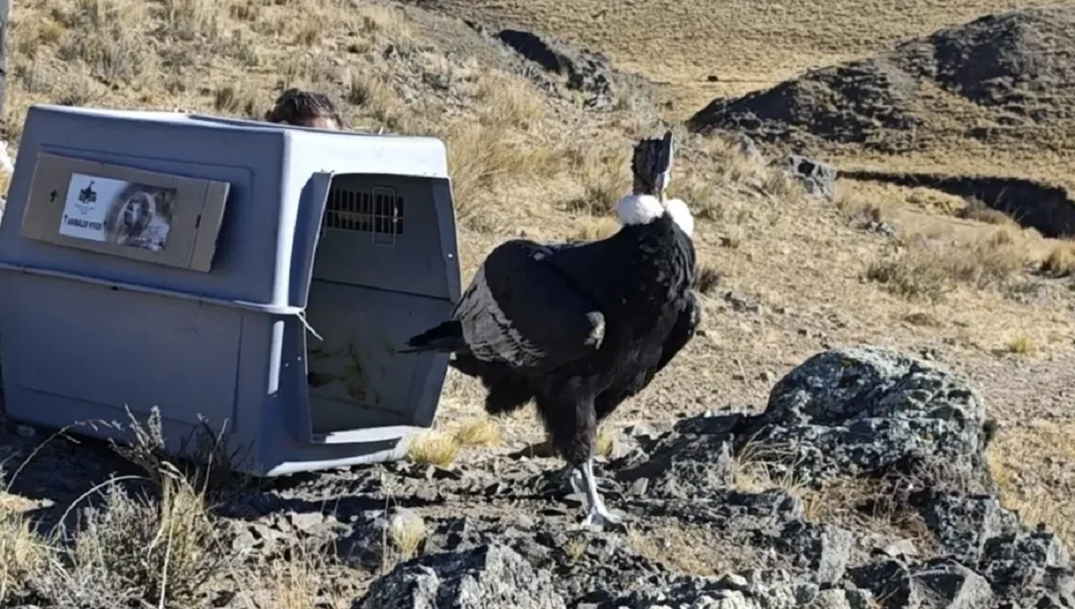 Condor 1