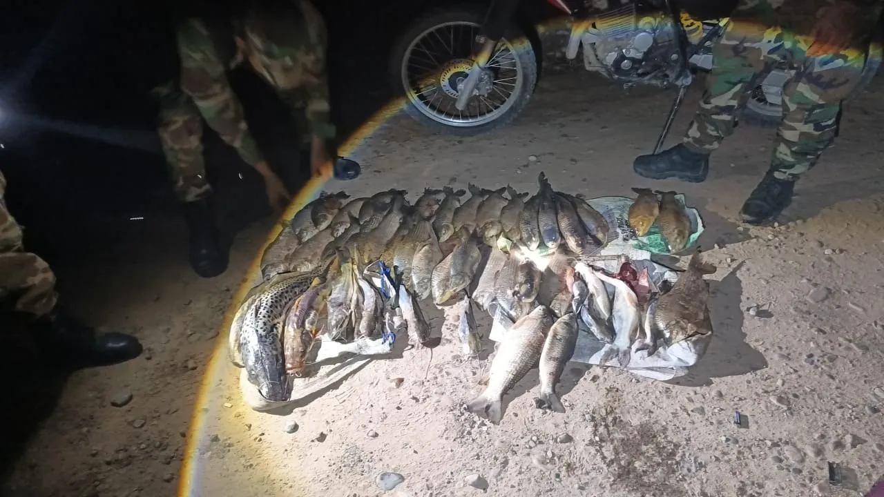 Peces
