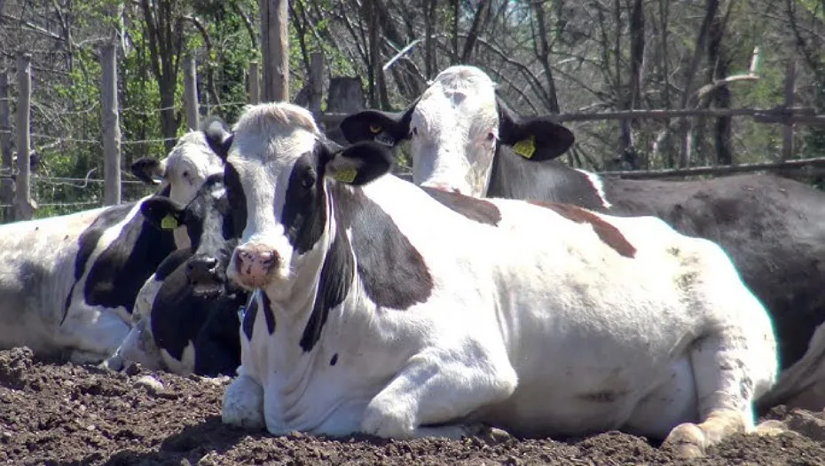 IMG_20250415_202219_(930_x_525_píxel)