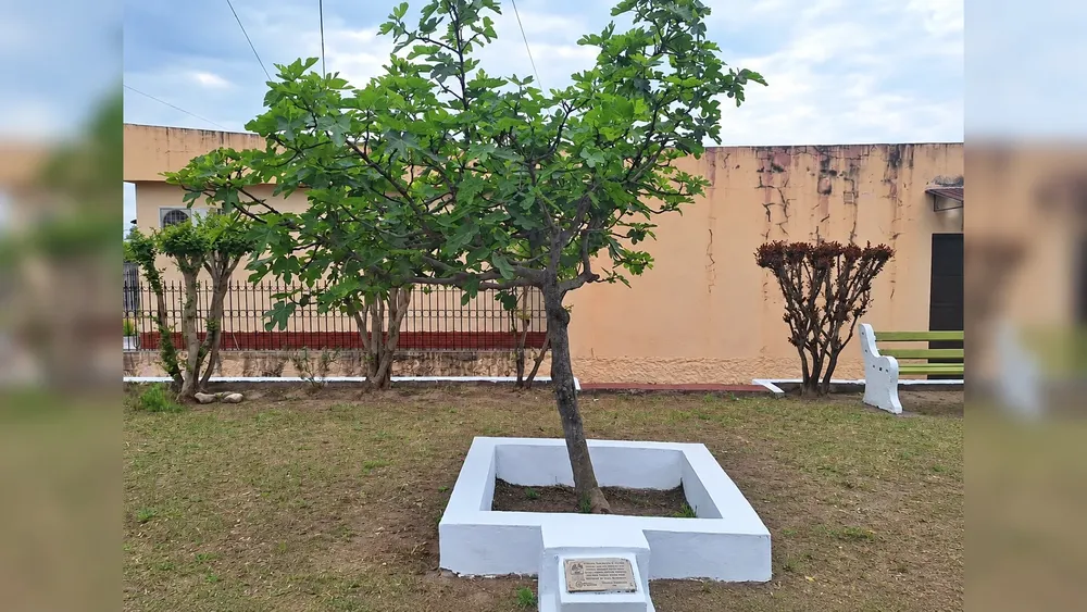 Higuera Sarmiento