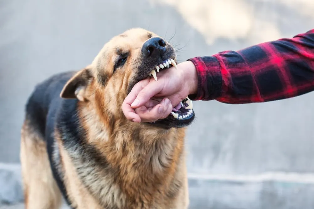 The-Most-Common-Causes-of-Dog-Bite-Injuries-and-How-to-File-a-Claim