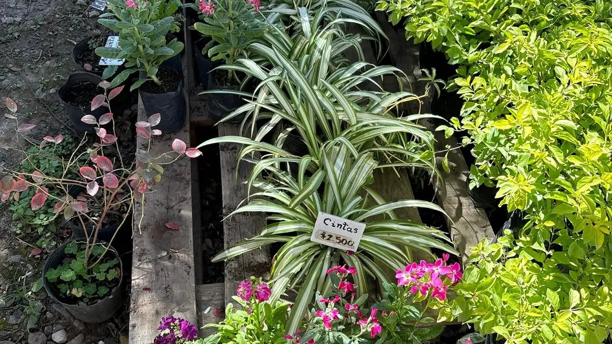 Vivero