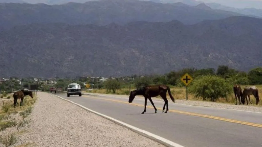 animales sueltos ruta