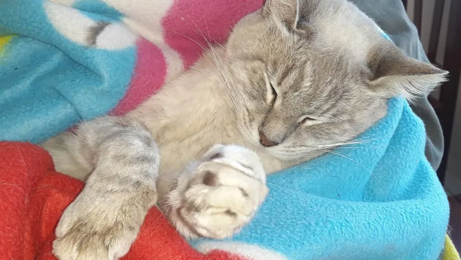 Castraciones en Metán