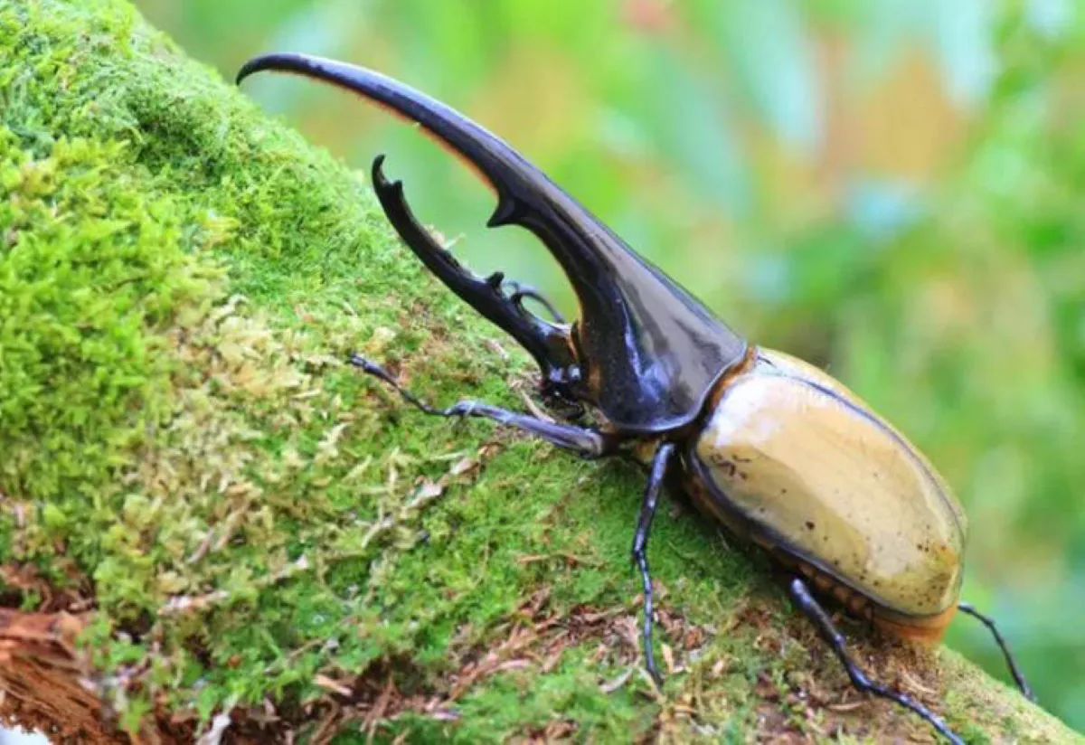 escarabajo vv,,ggggggkgggmggm0+