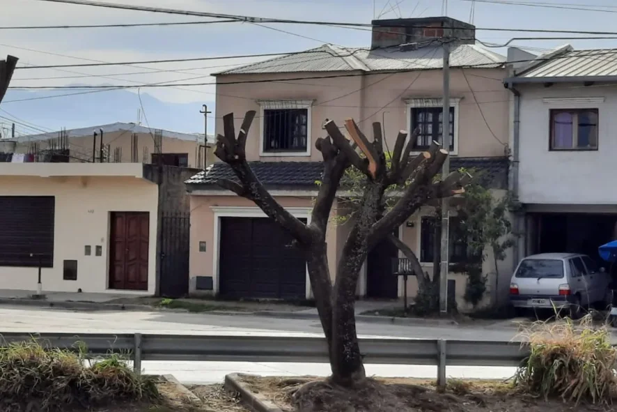 Poda de árboles