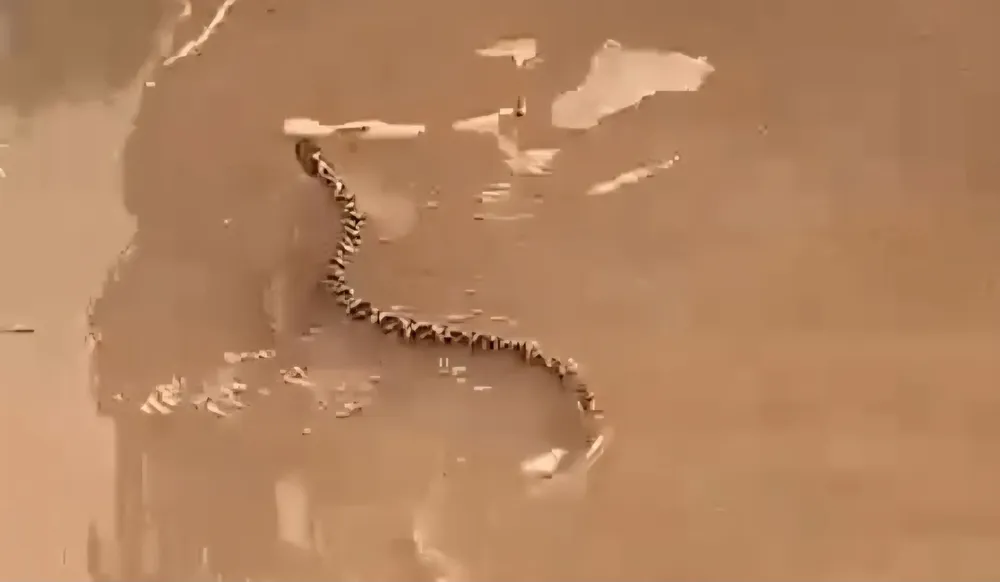 0a206119484648129810affc68a2616d