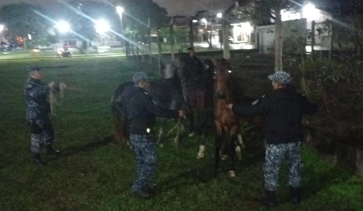 animales sueltos (2)